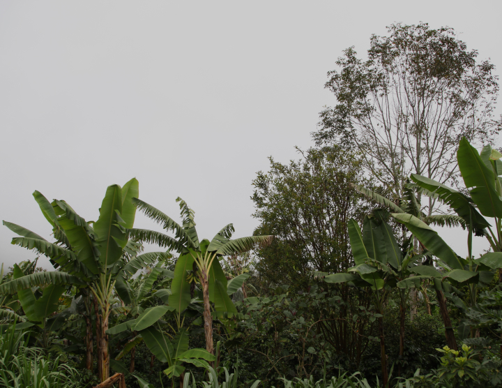 Finca Dutra title=