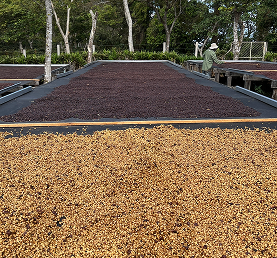 copo_lanfing_mobile_1