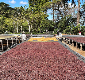 copo_lanfing_mobile_2