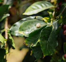 copo_lanfing_mobile_3